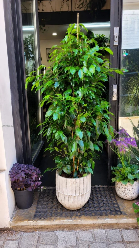Ficus Benjamina Danielle XXL