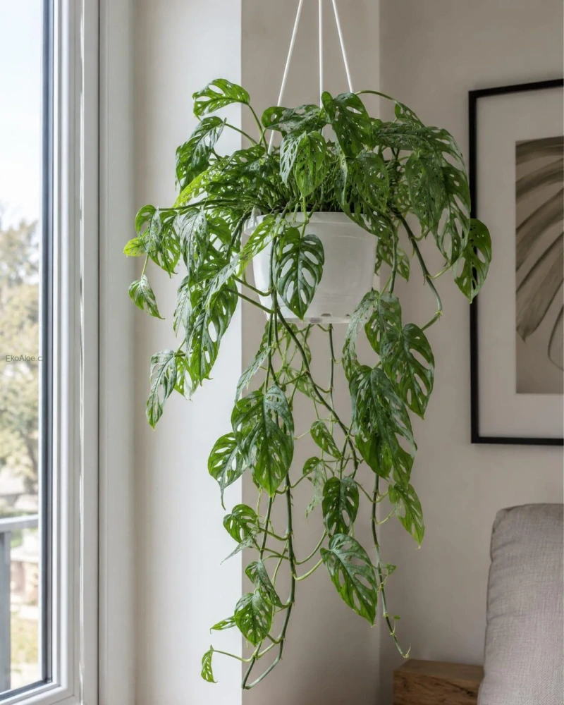 Monstera adansonii v závěsu