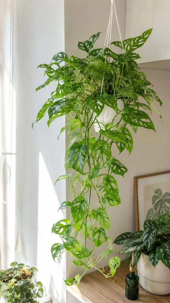 Monstera adansonii v závěsu