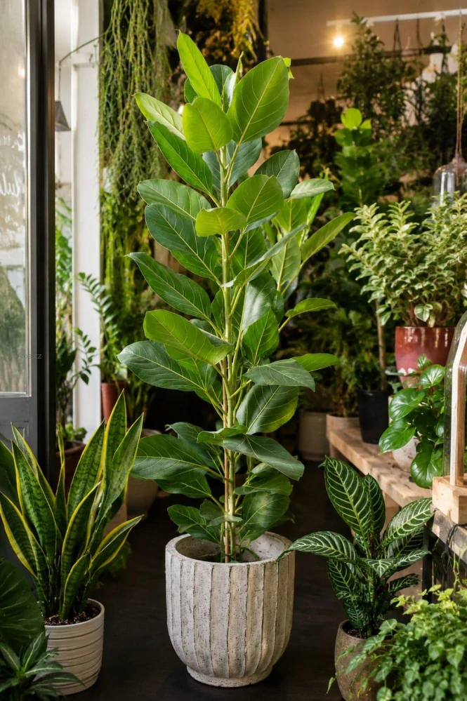Ficus benghalensis Audrey