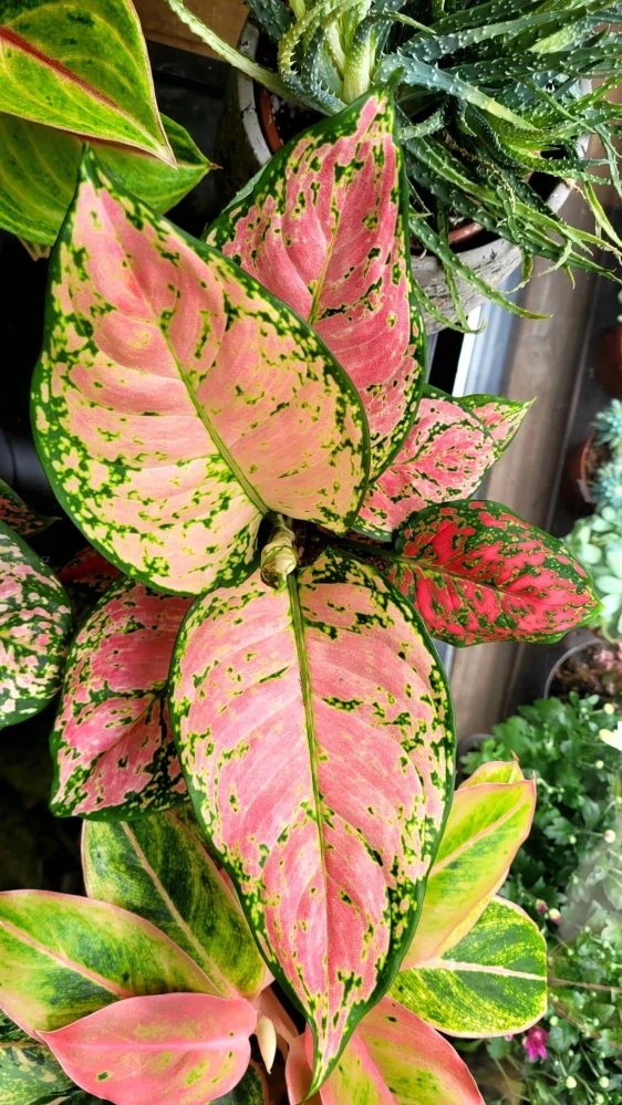 Aglaonema Crimson Love
