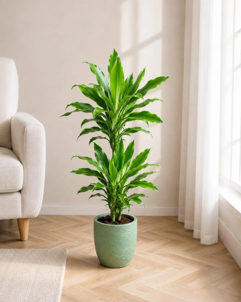 Dracaena fragrans Janet Lind
