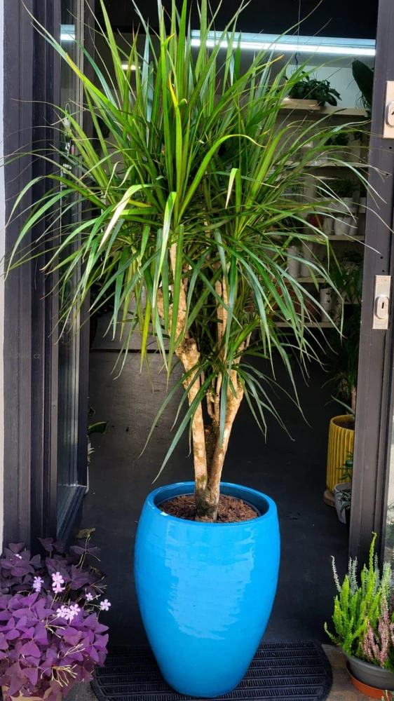 Dracaena marginata Branch