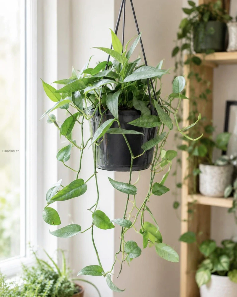Epipremnum pinnatum Cebu blue v závěsu