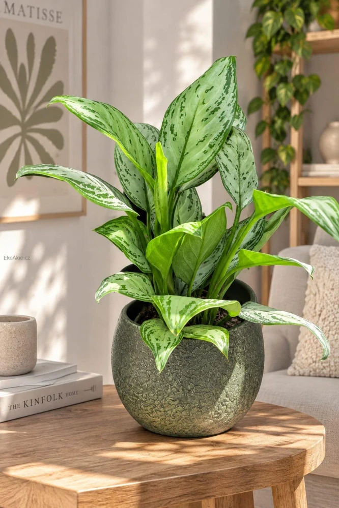 Aglaonema Maria Christina