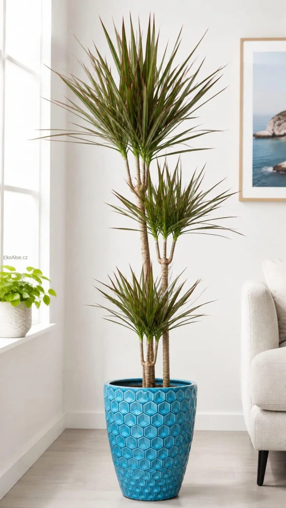 Dracaena marginata XXL