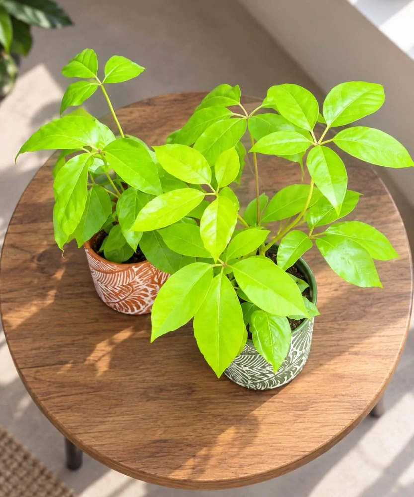 Schefflera actinophylla Amate Soleil