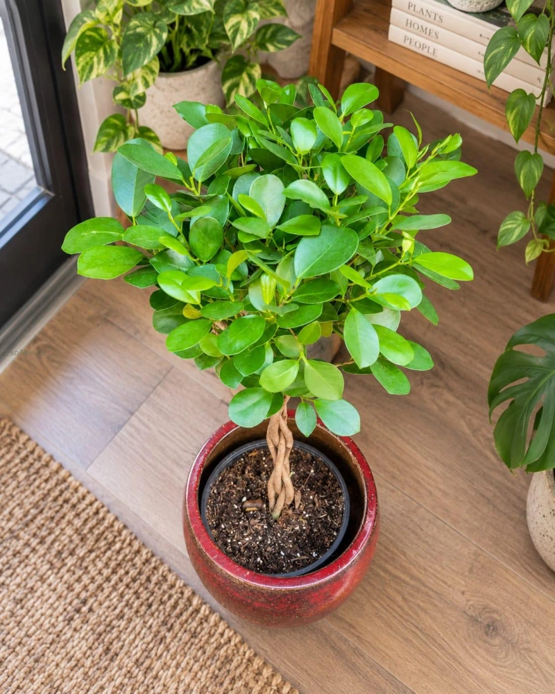 Ficus microcarpa Moclame-Twisted