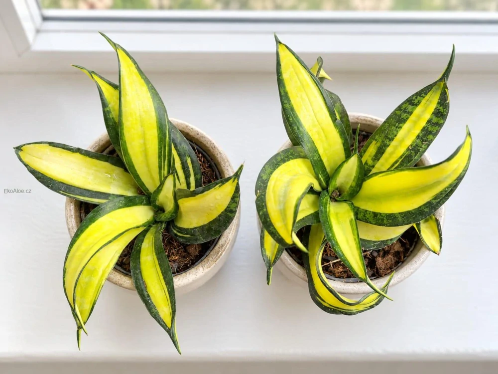 Sansevieria trifasciata Hahnii Galaxy curly