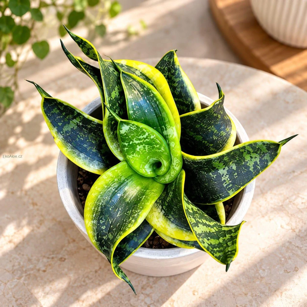 Sansevieria trifasciata Twisted Sister