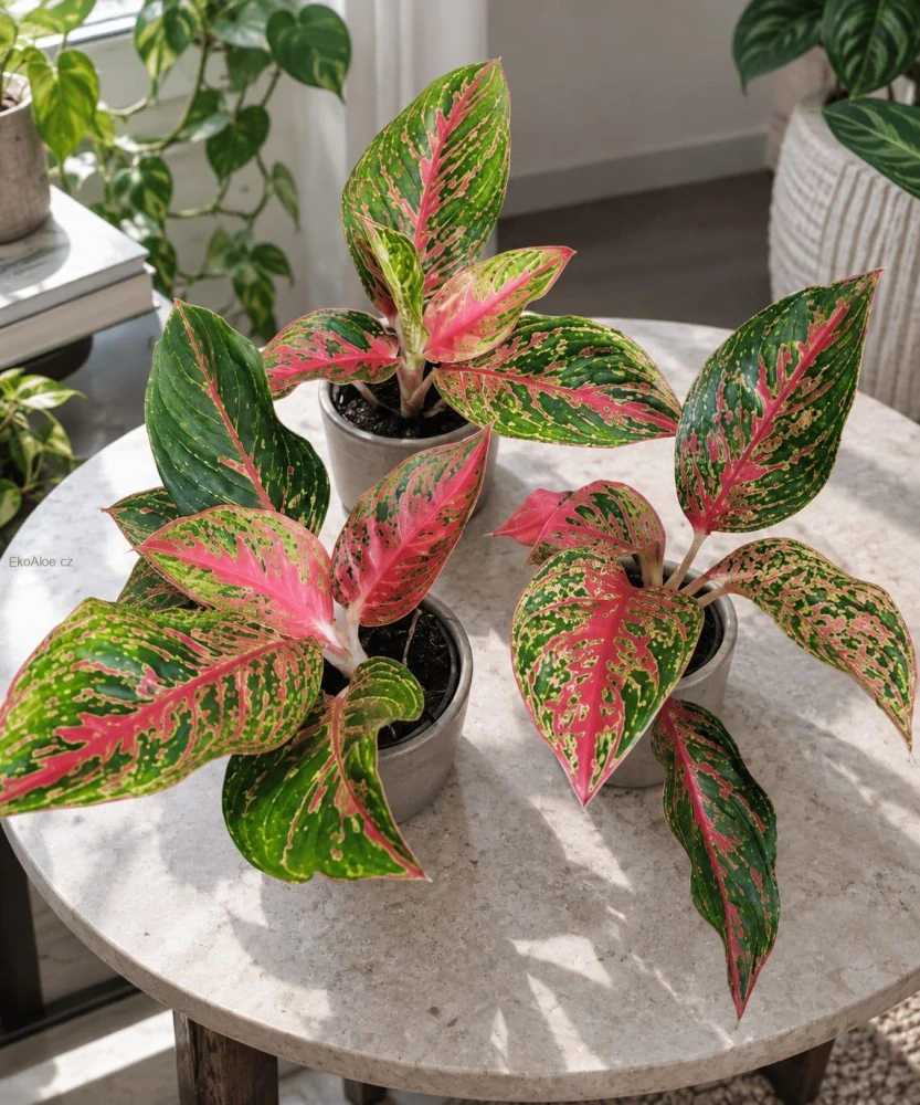 Aglaonema Siam Aurora