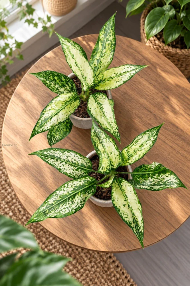 Aglaonema Spring Snow