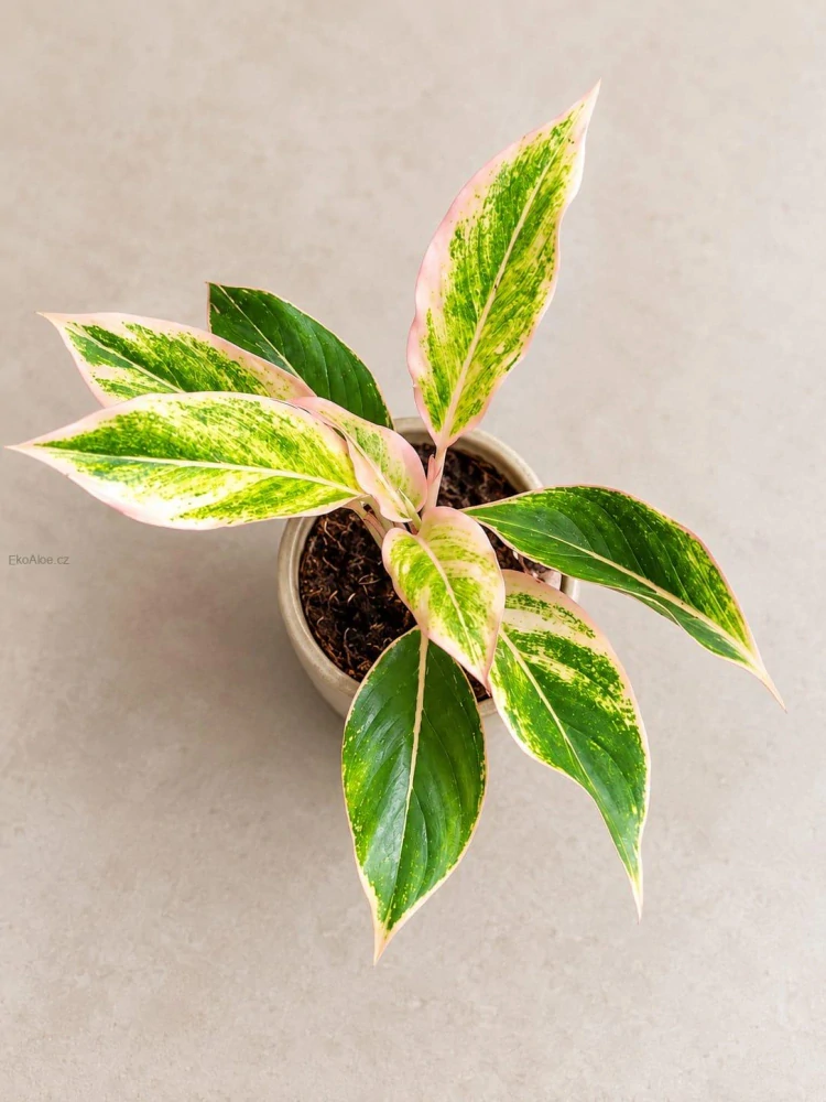 Aglaonema Pink Aurora