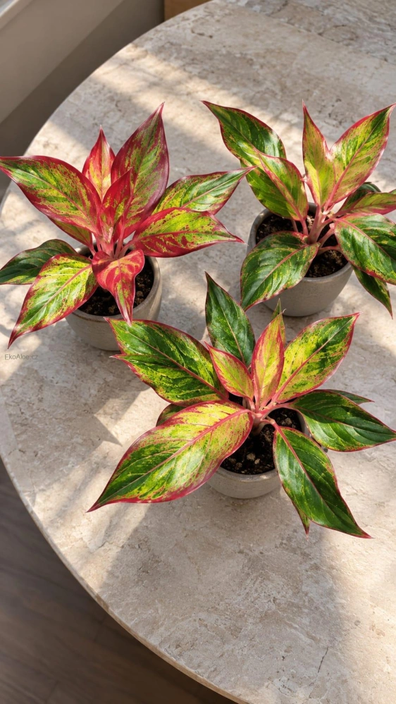 Aglaonema Crete