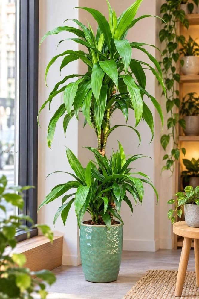 Dracaena fragrans Janet Lind XL