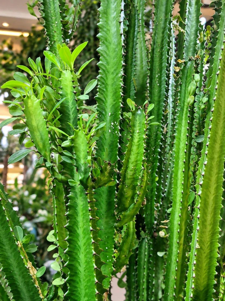 Euphorbia trigona XXL