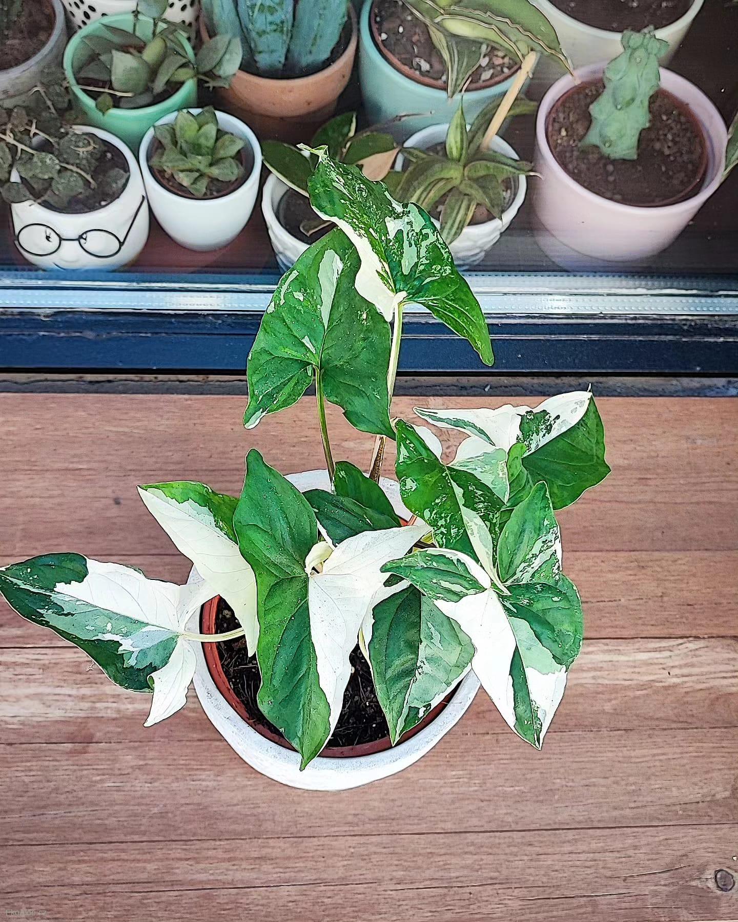 Syngonium Albo Variegata
