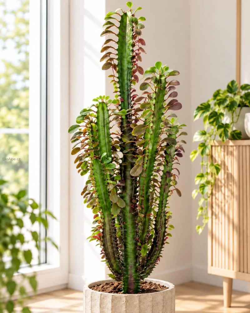 Euphorbia trigona 'Rubra' – Pryšec trojhranný