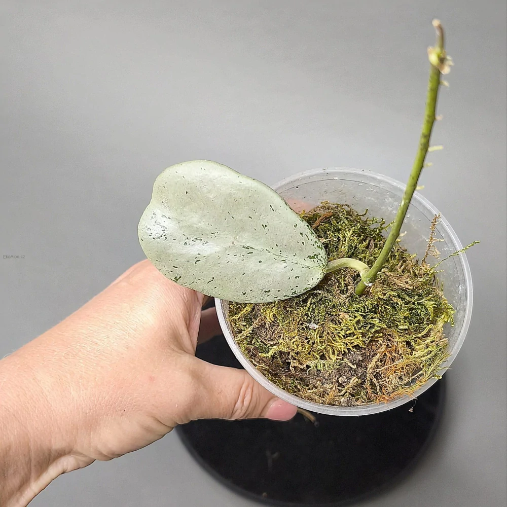Hoya sp. Chiang Dao (Silver)