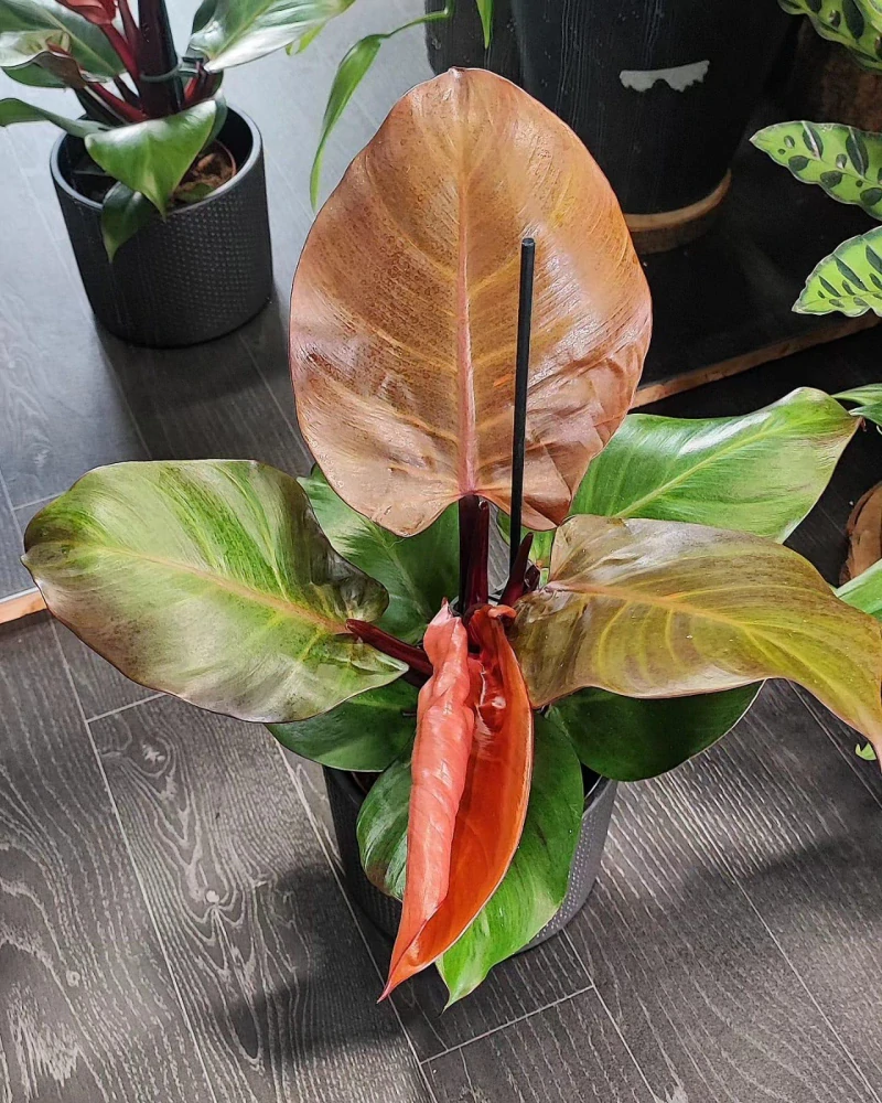 Philodendron erubescens Red cherry