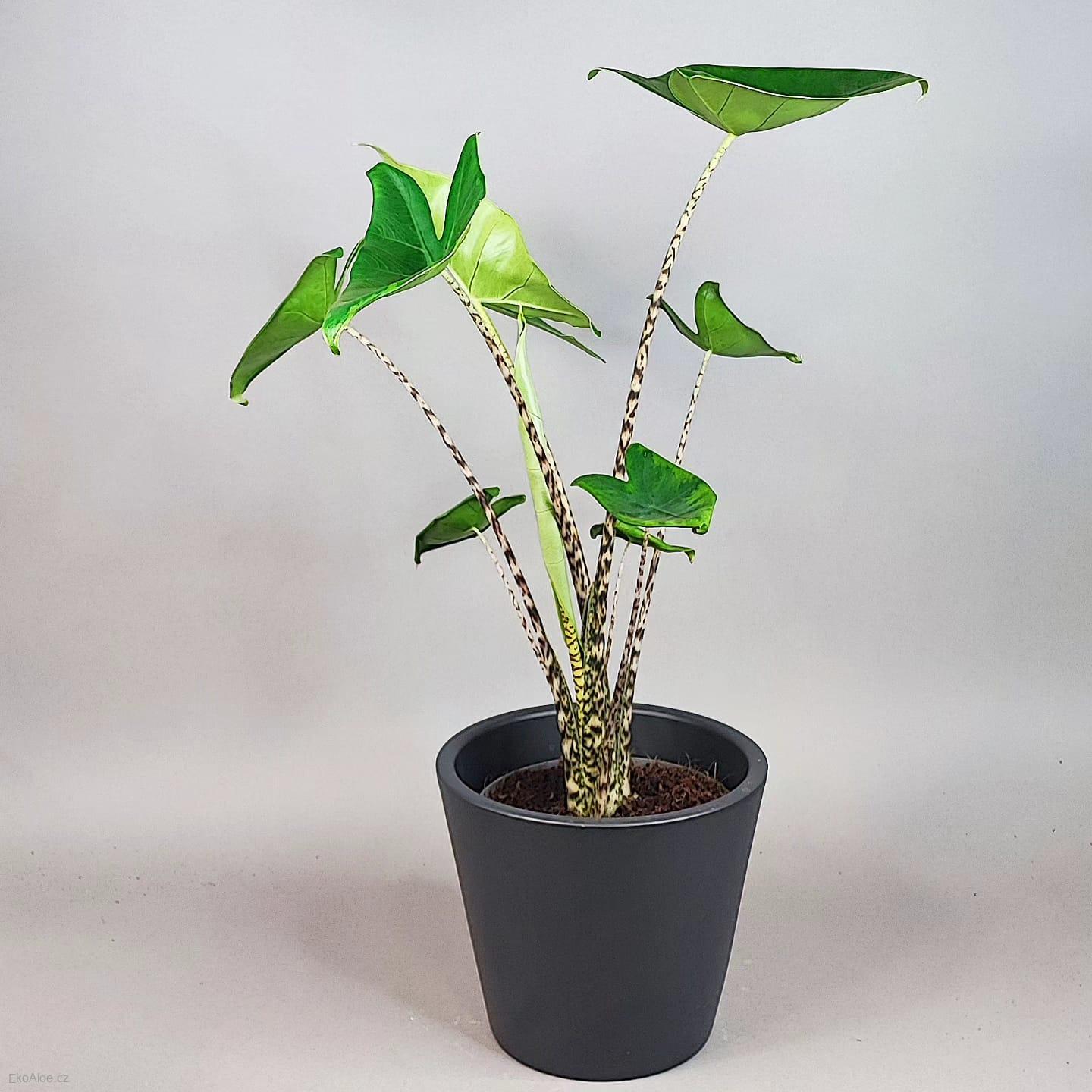 Alocasia Zebrina