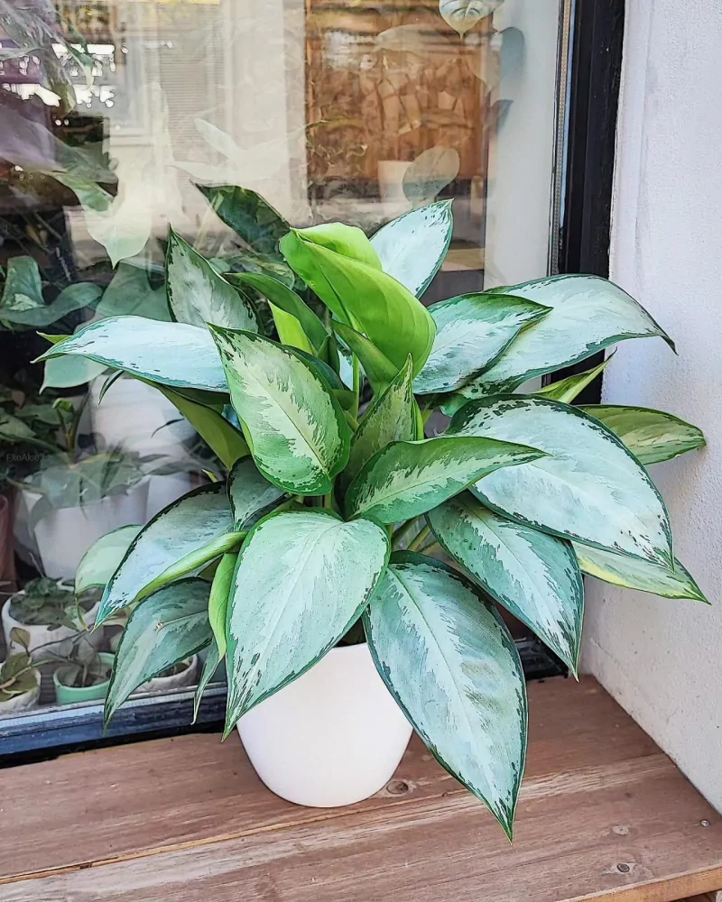 Aglaonema commutatum Green Lady XL