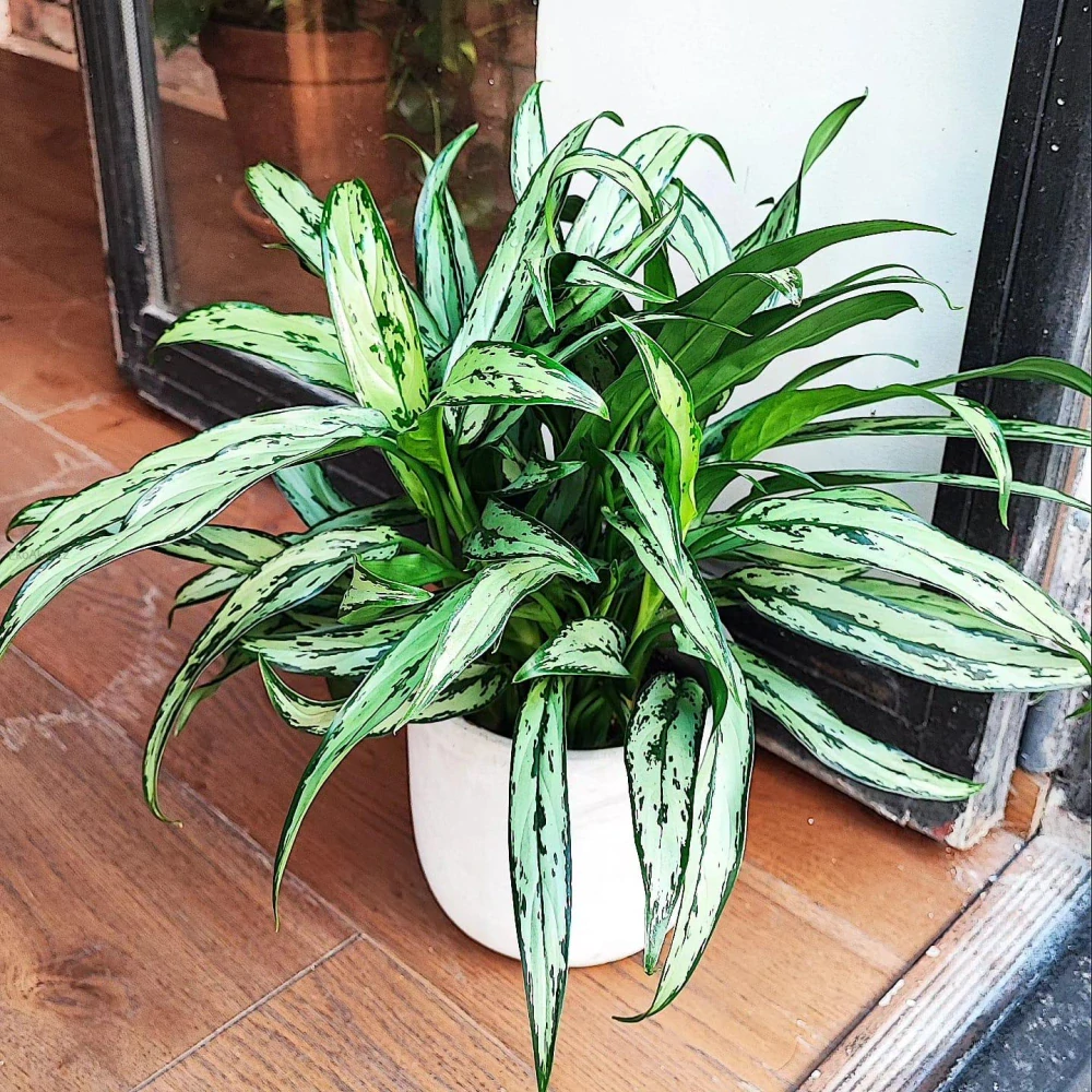 Aglaonema commutatum Cutlass