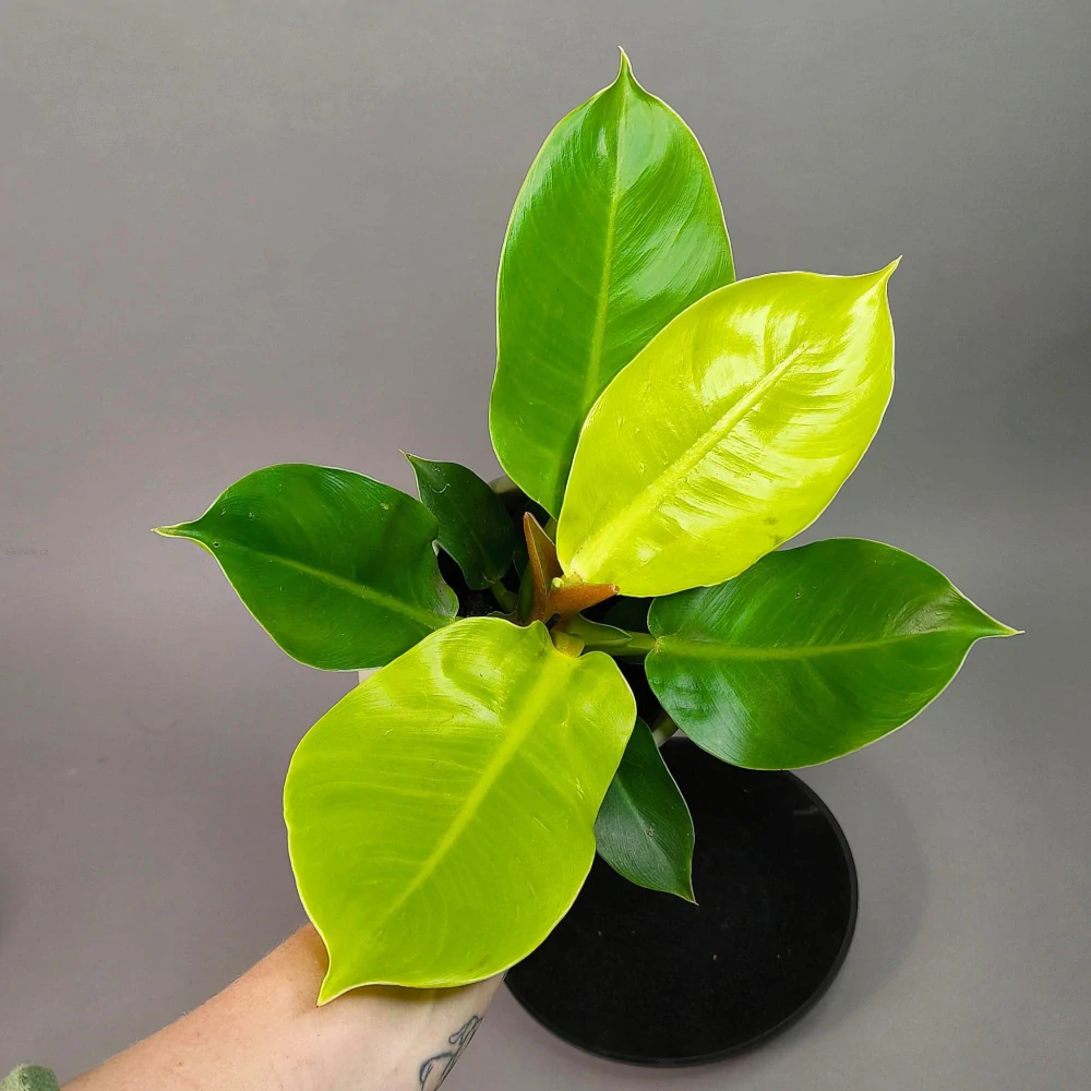 Philodendron Moonlihgt