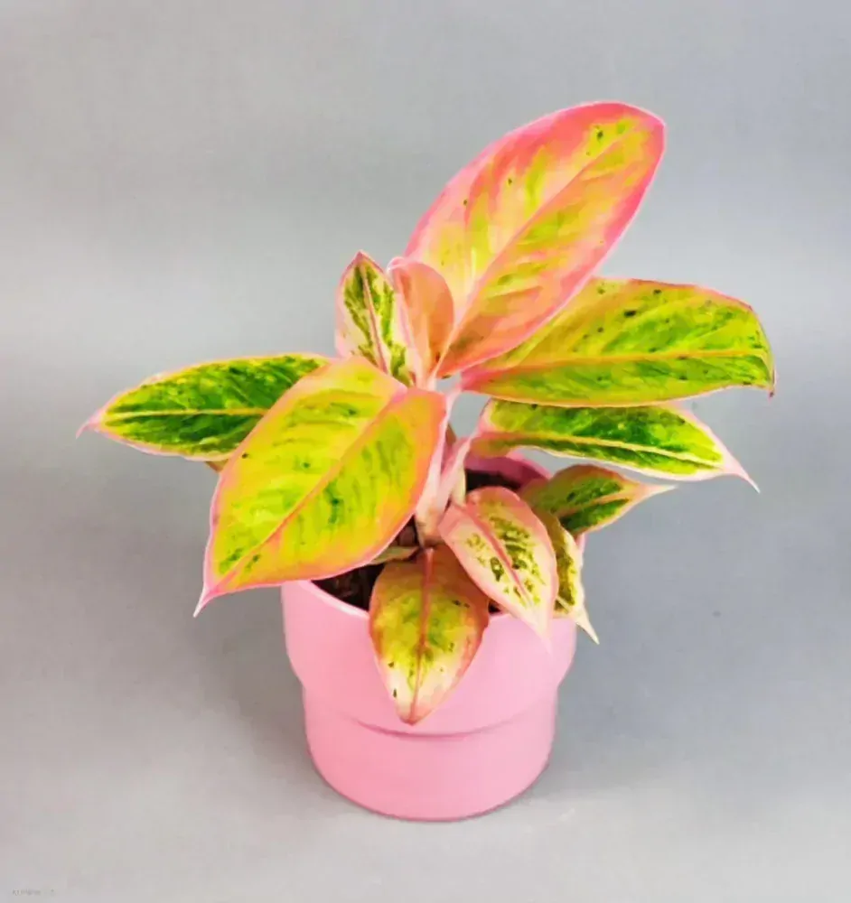 Aglaonema commutatum Salmon fantasy