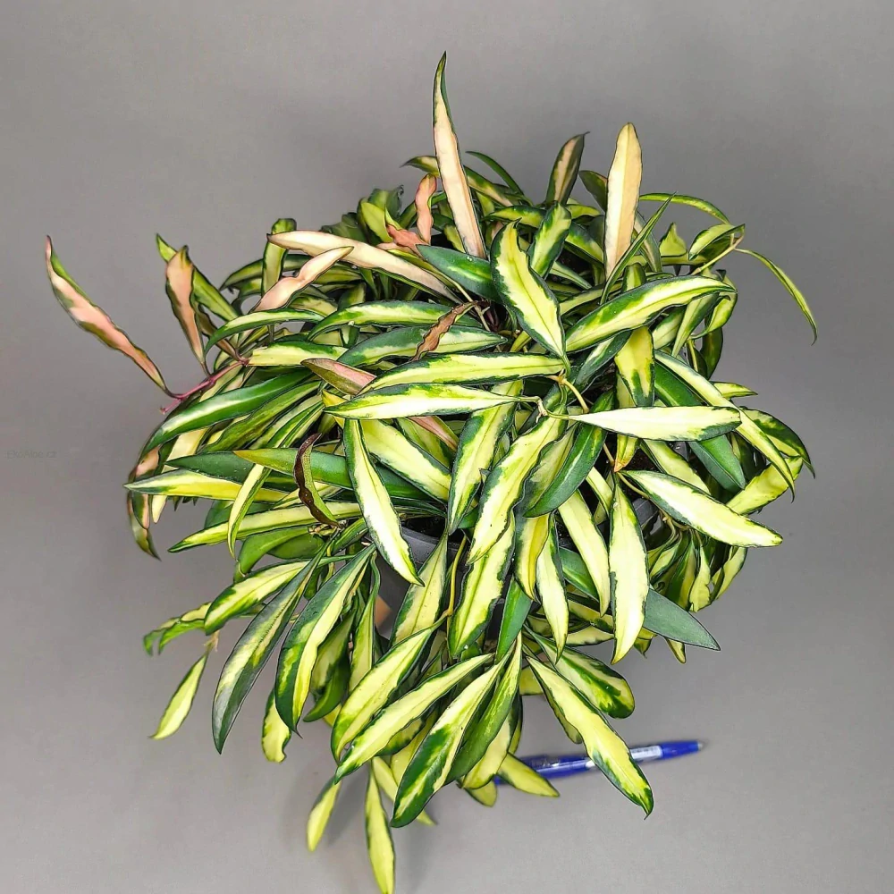 Hoya Wayeti tricolor 