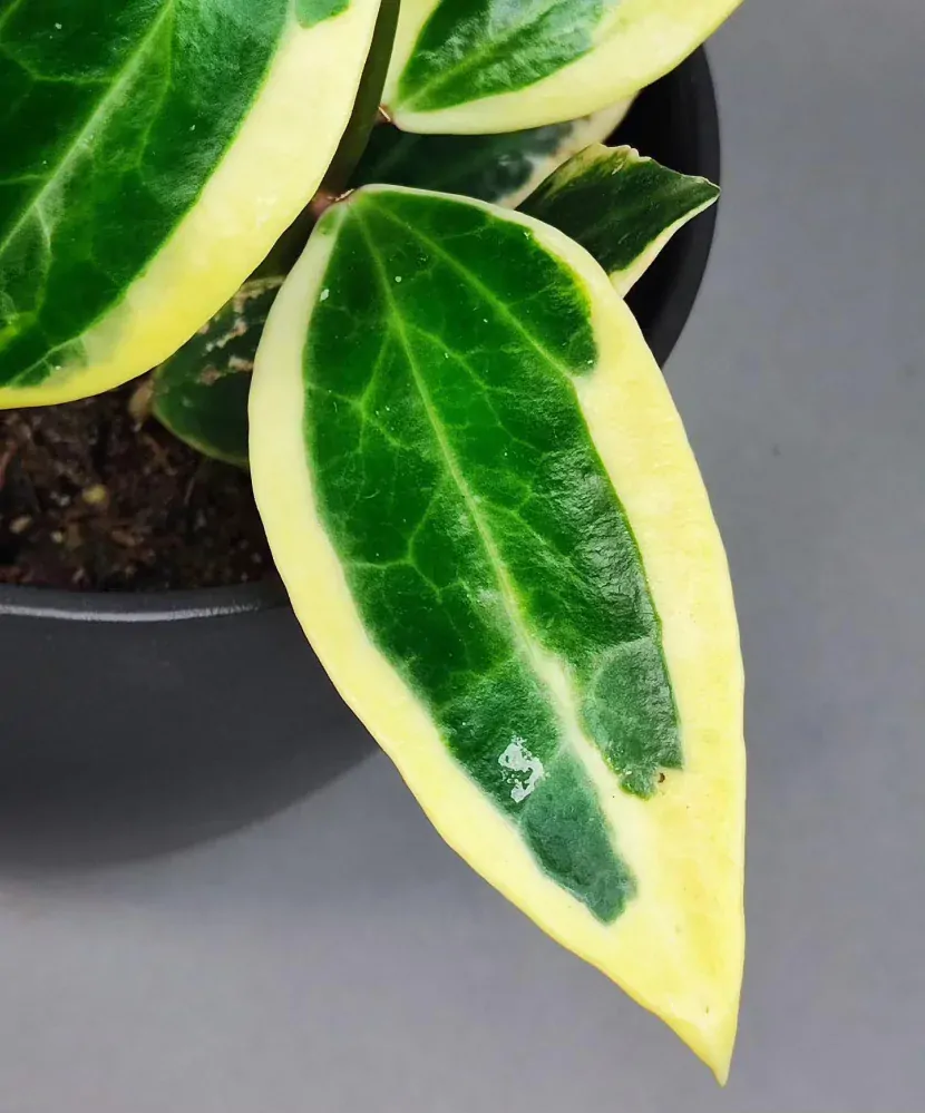 Hoya Macrophylla Variegata