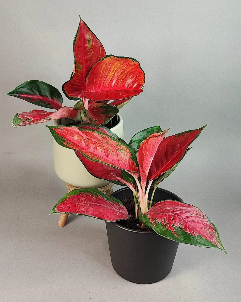 Aglaonema commutatum Suksom Jaipong Chilli