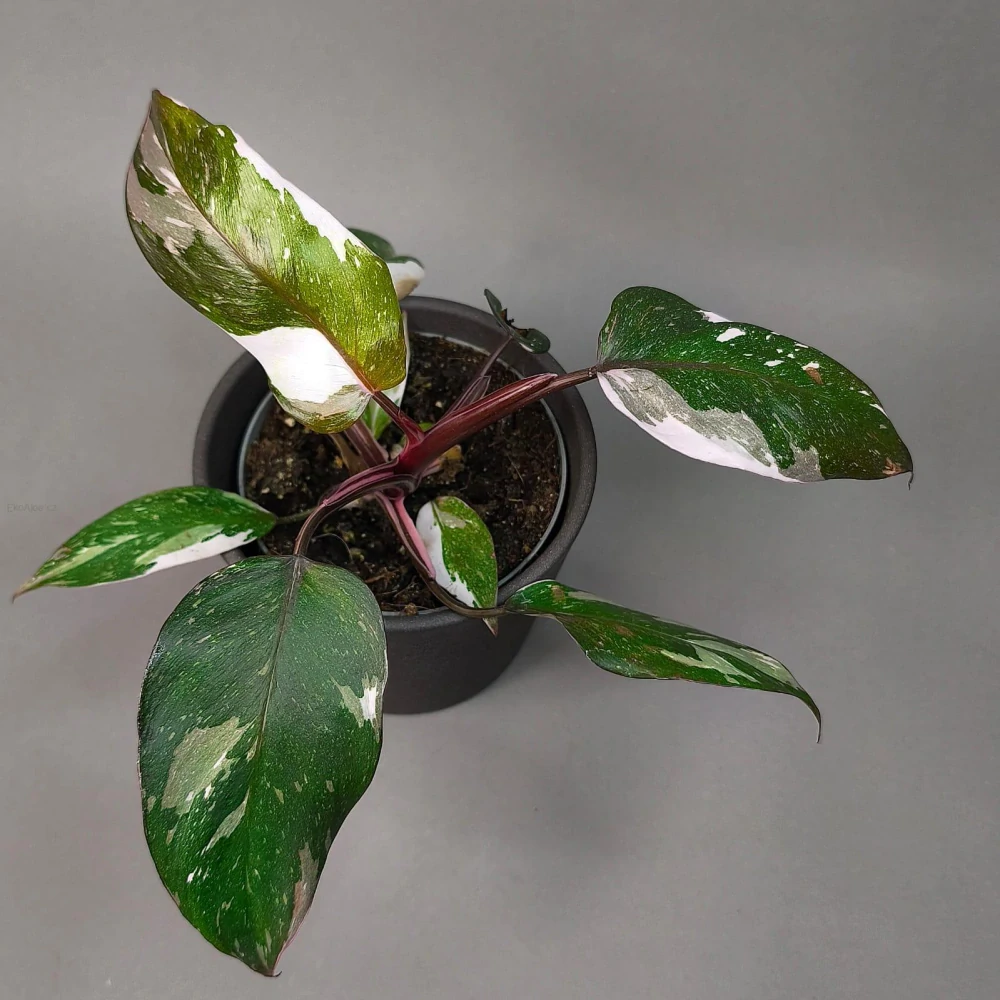 Philodendron Red Anderson 
