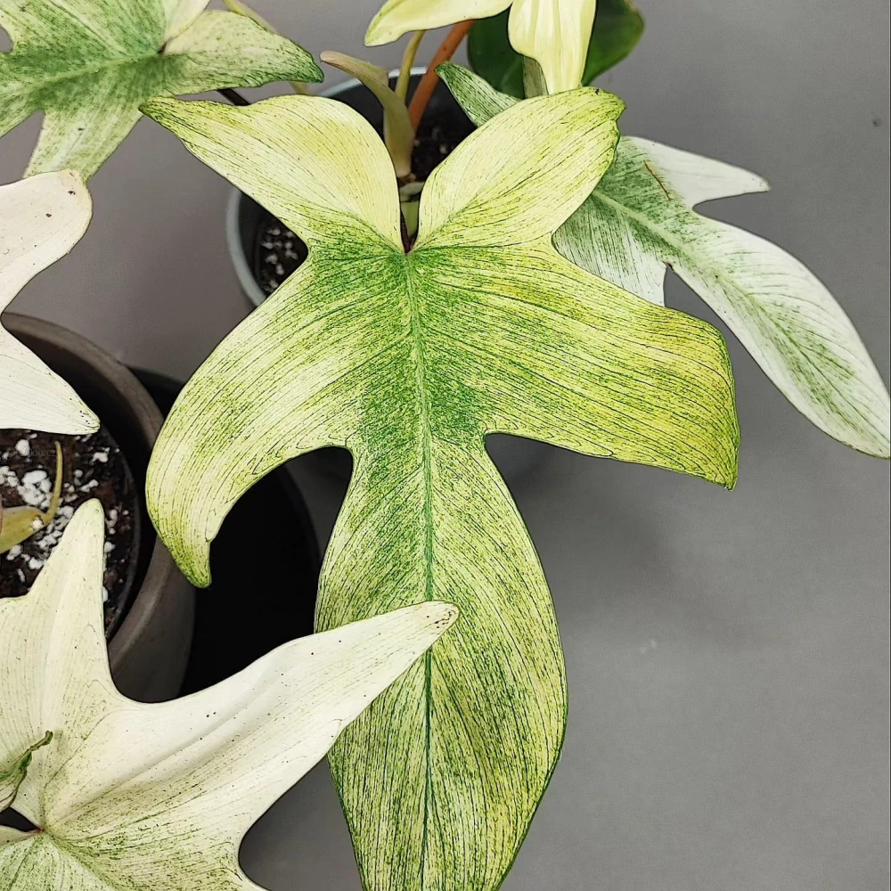 Philodendron Florida Ghost Mint