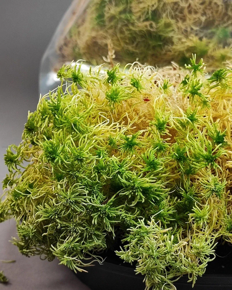 Rašeliník kostrbatý..Sphagnum squarrosum.