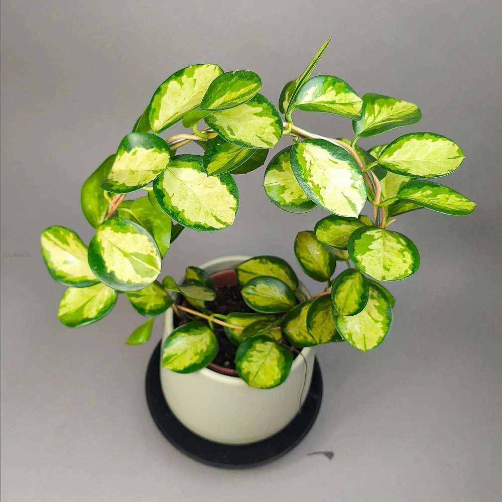 Hoya australis Lisa