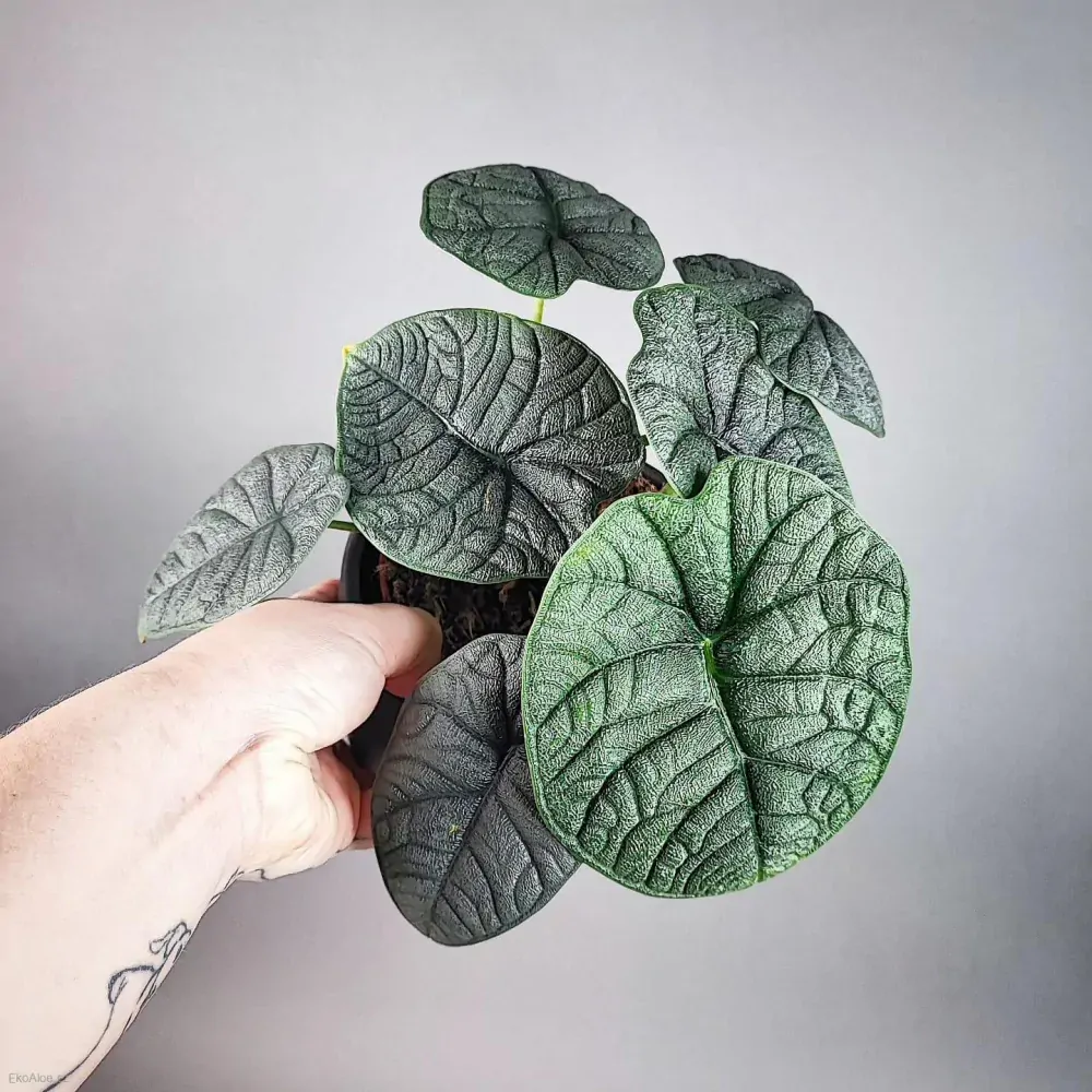 Alocasia Melo