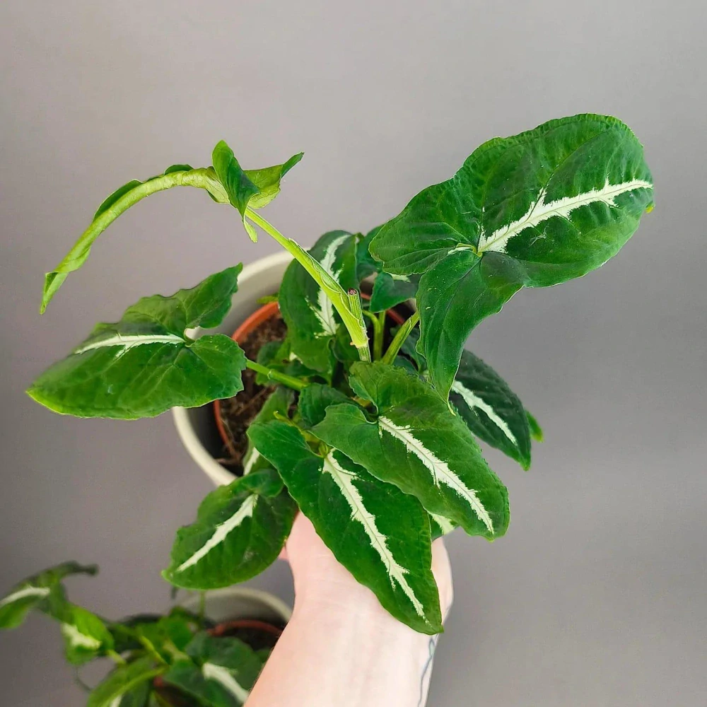 Syngonium Wendlandii