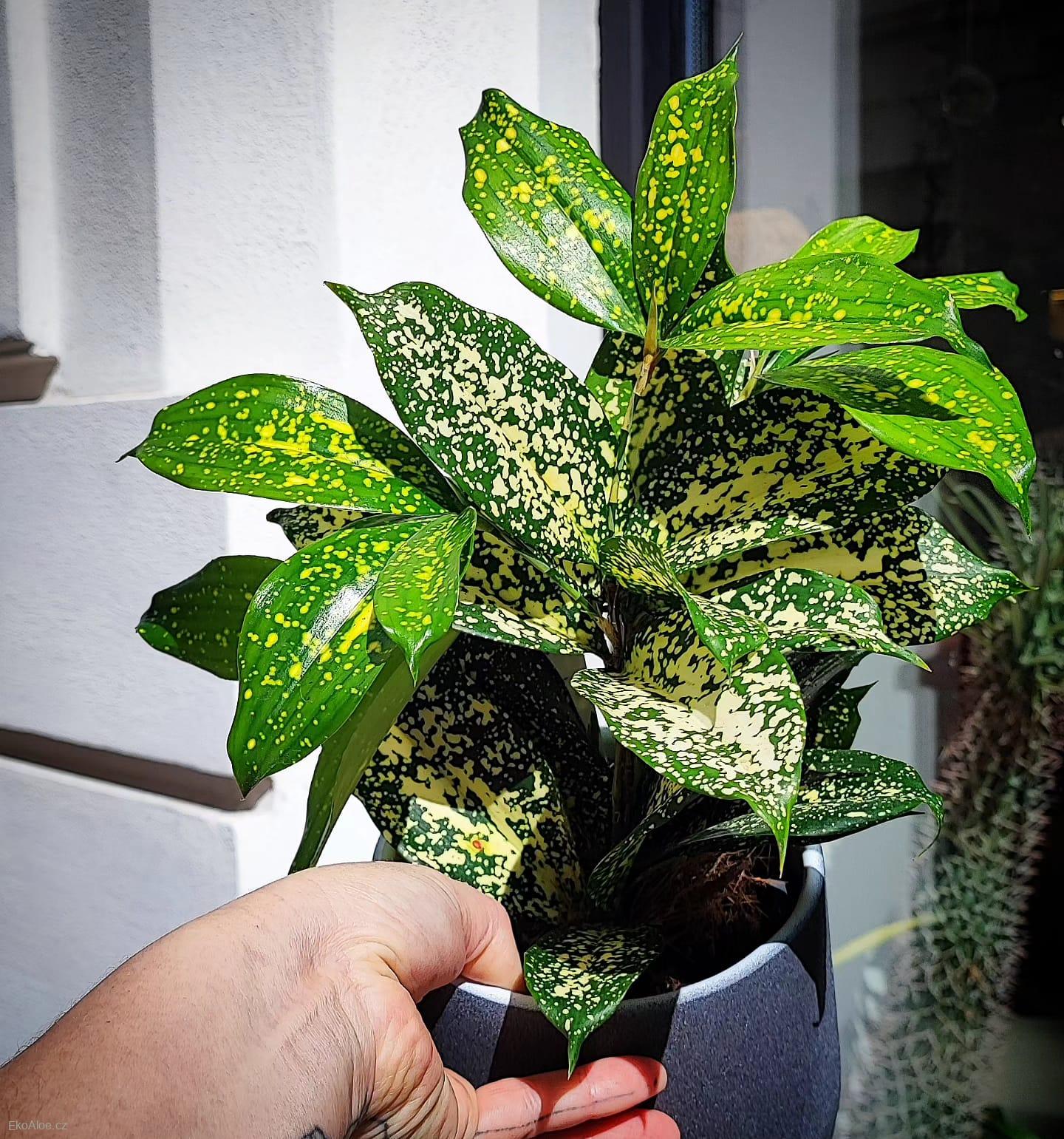 Dracaena surculosa Florida beauty