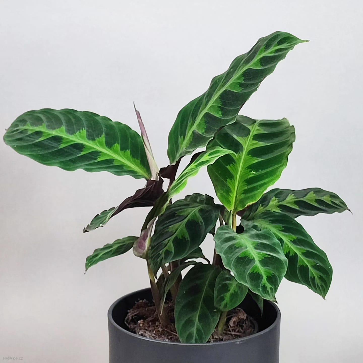 Calathea Warscewiczii