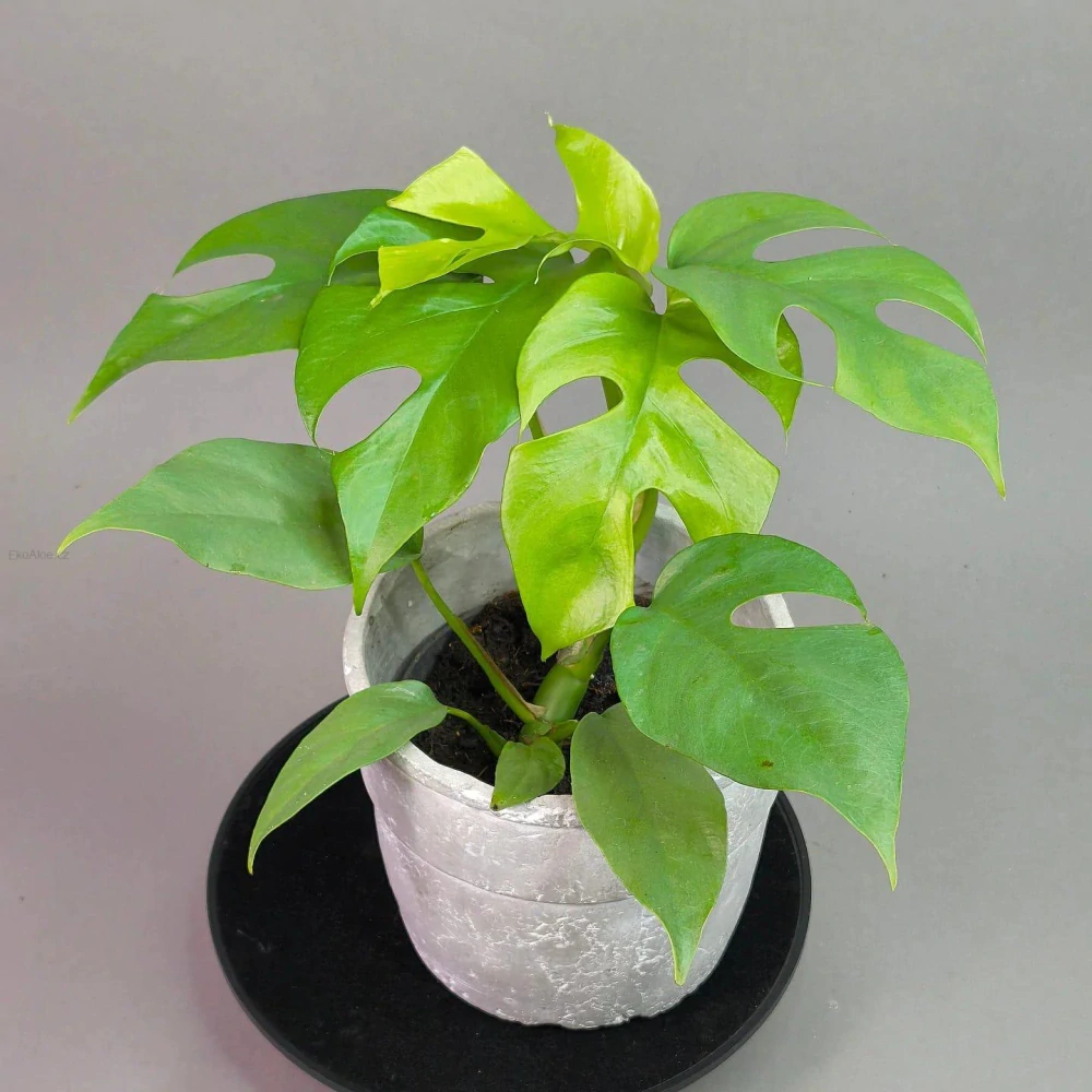 Rhaphidophora tetrasperma
