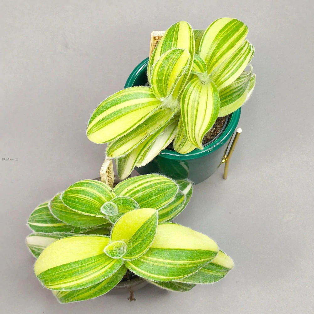 Tradeskantie Sillamontana variegata