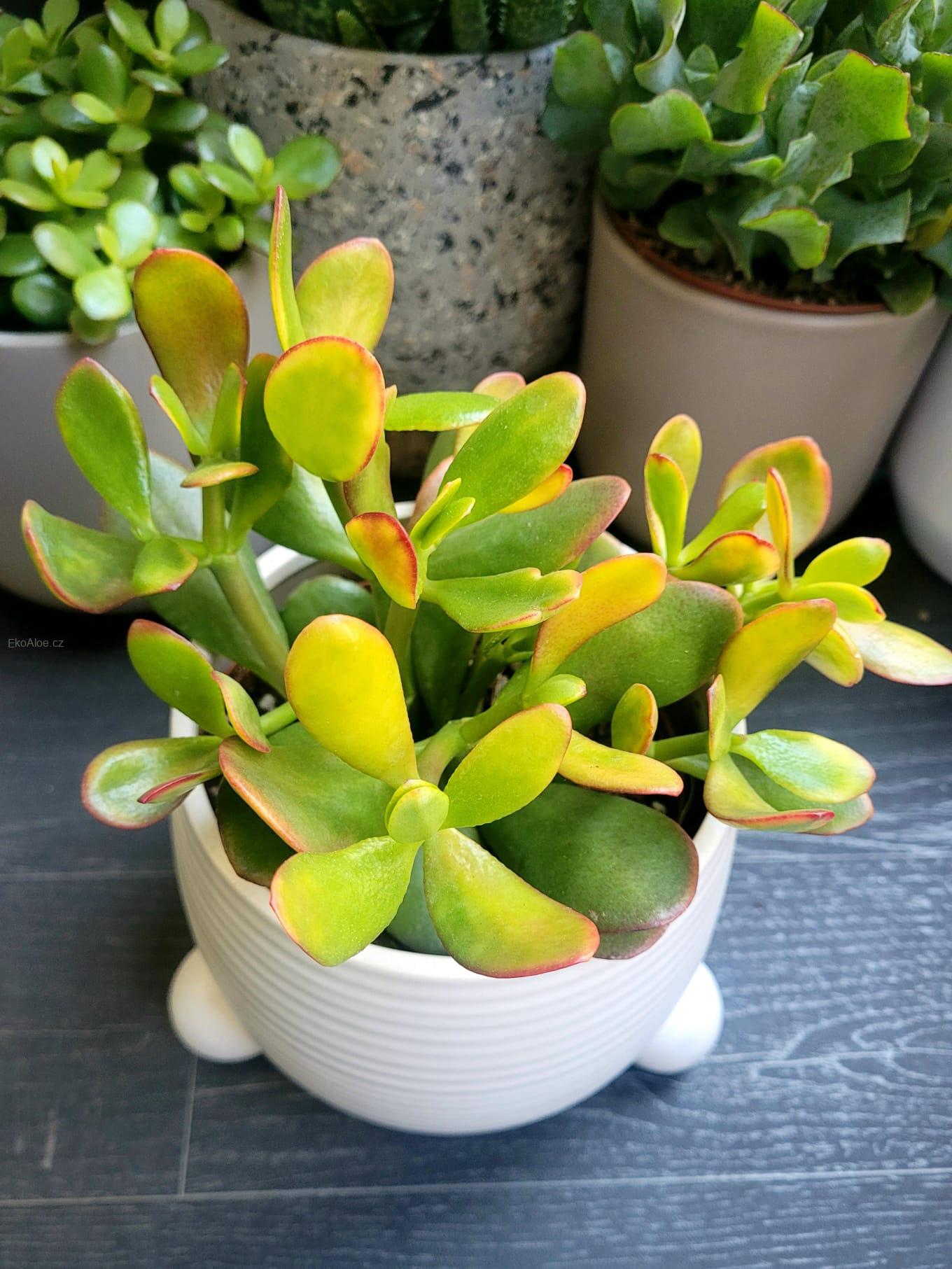 Crassula ovata Sunset