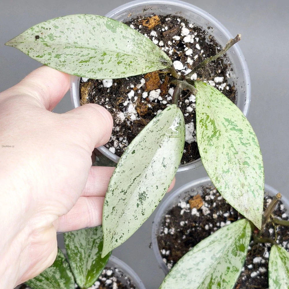 Hoya Pubicalyx Splash