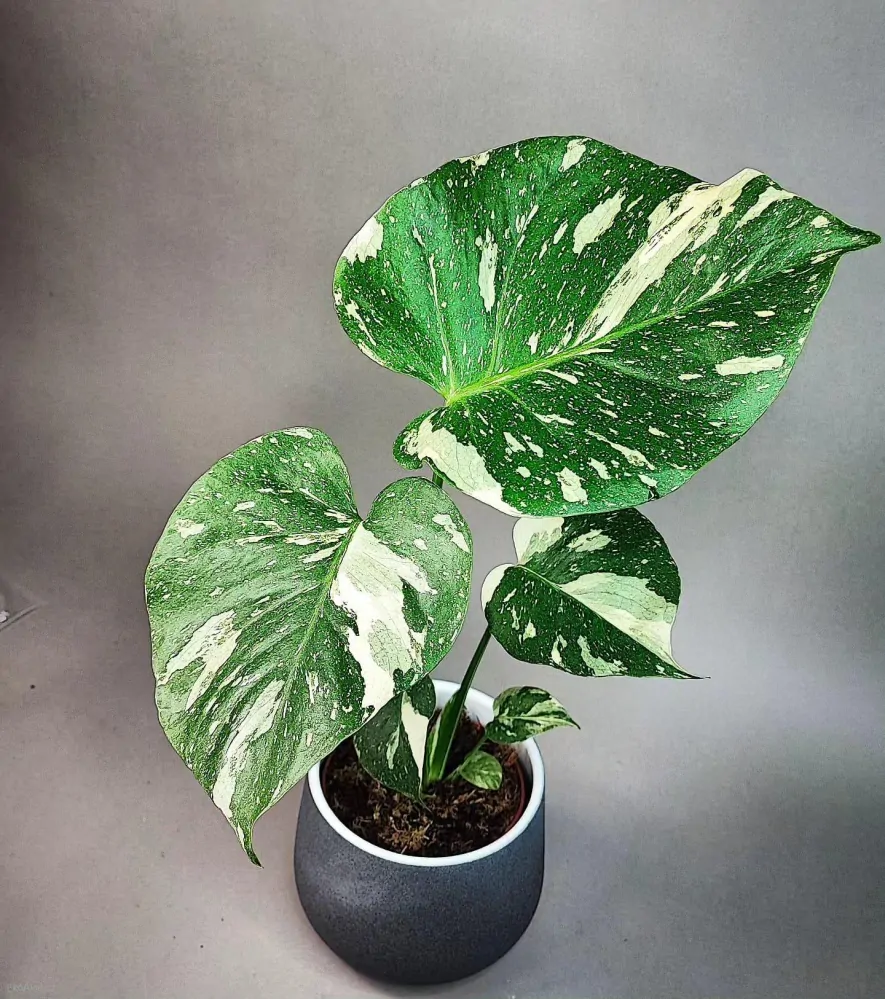 Monstera Deliciosa Thai constellation M size