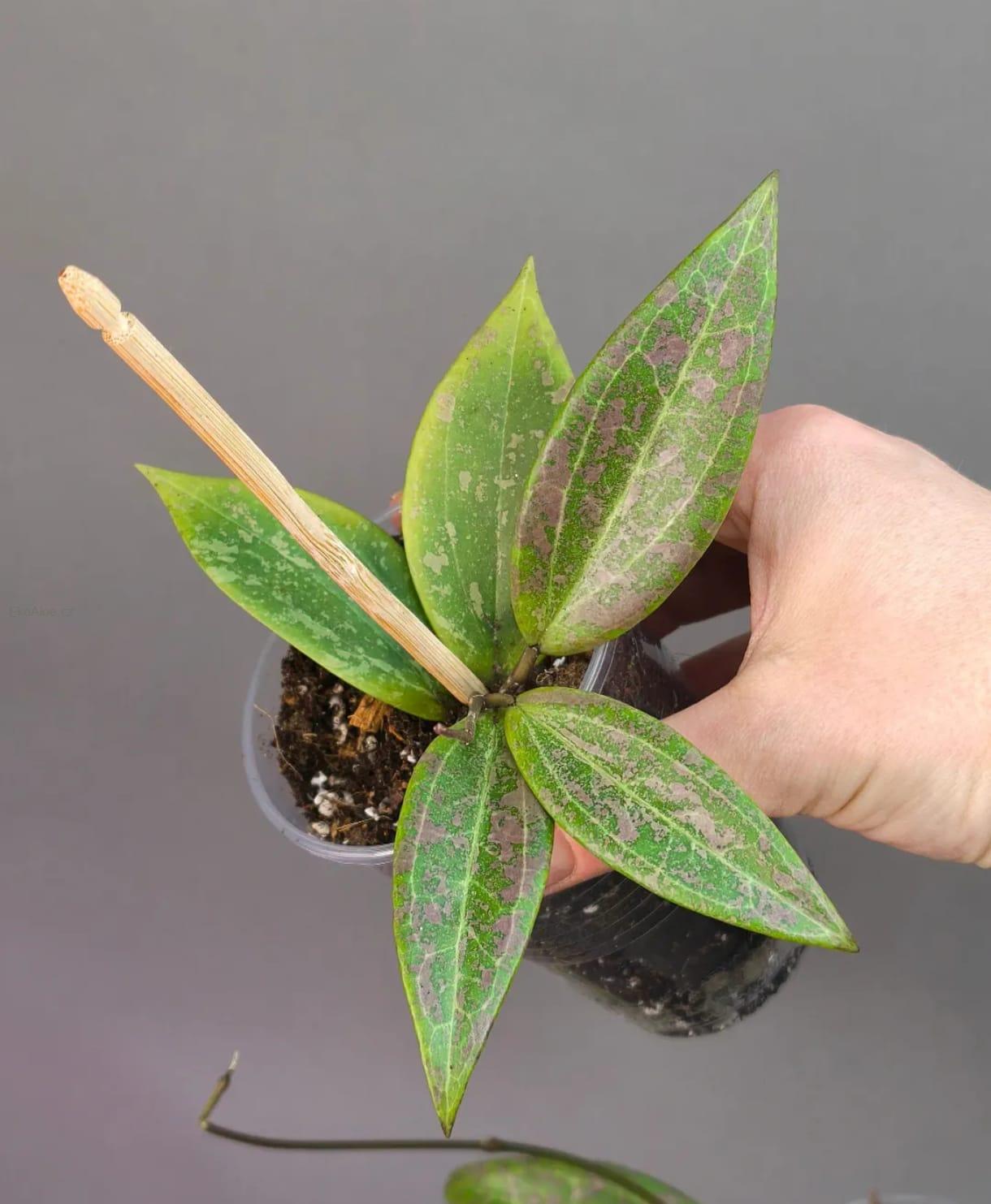 Hoya Wibergiae