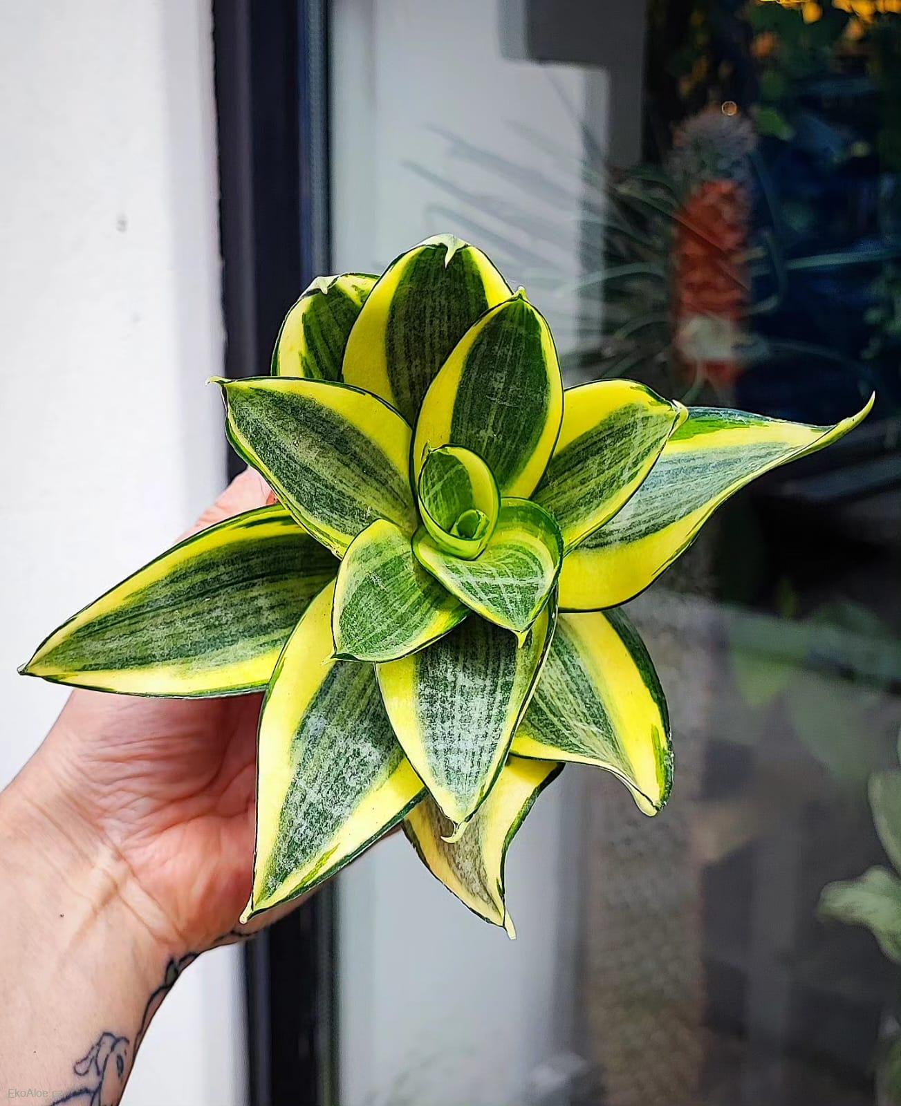 Sansevieria trifasciata Golden Hahnii 'baby'