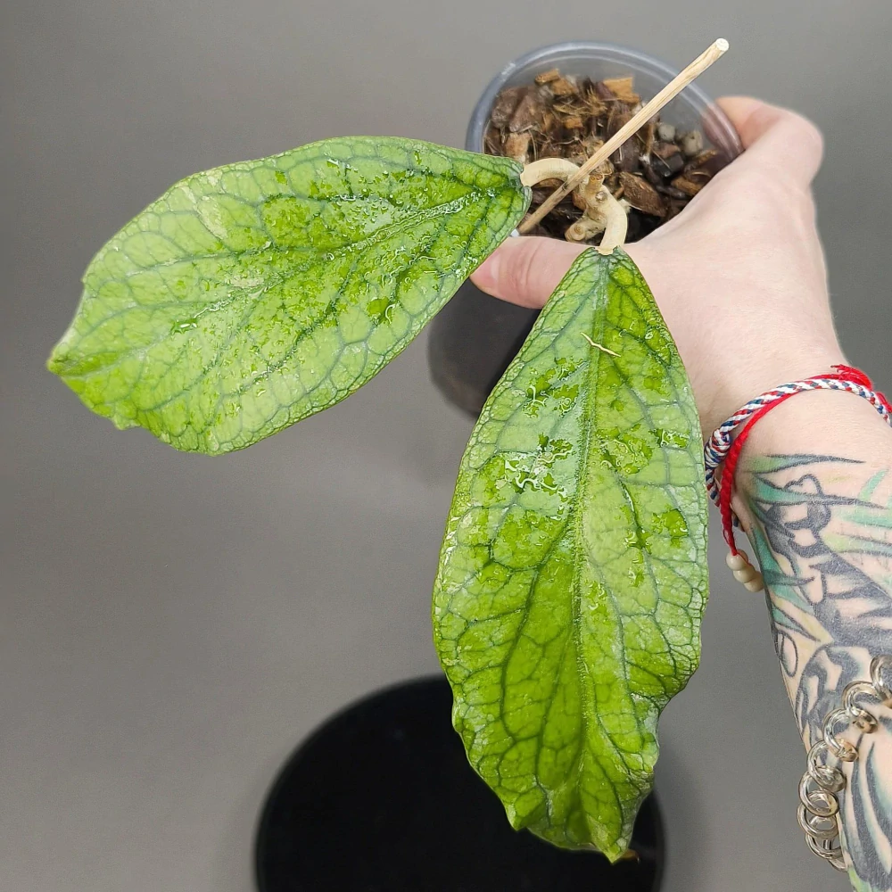 Hoya Vitellinoides Gigante