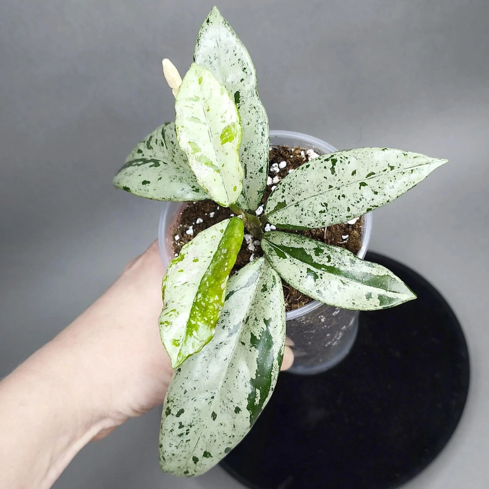 Hoya carnosa Wilbur Graves Russia
