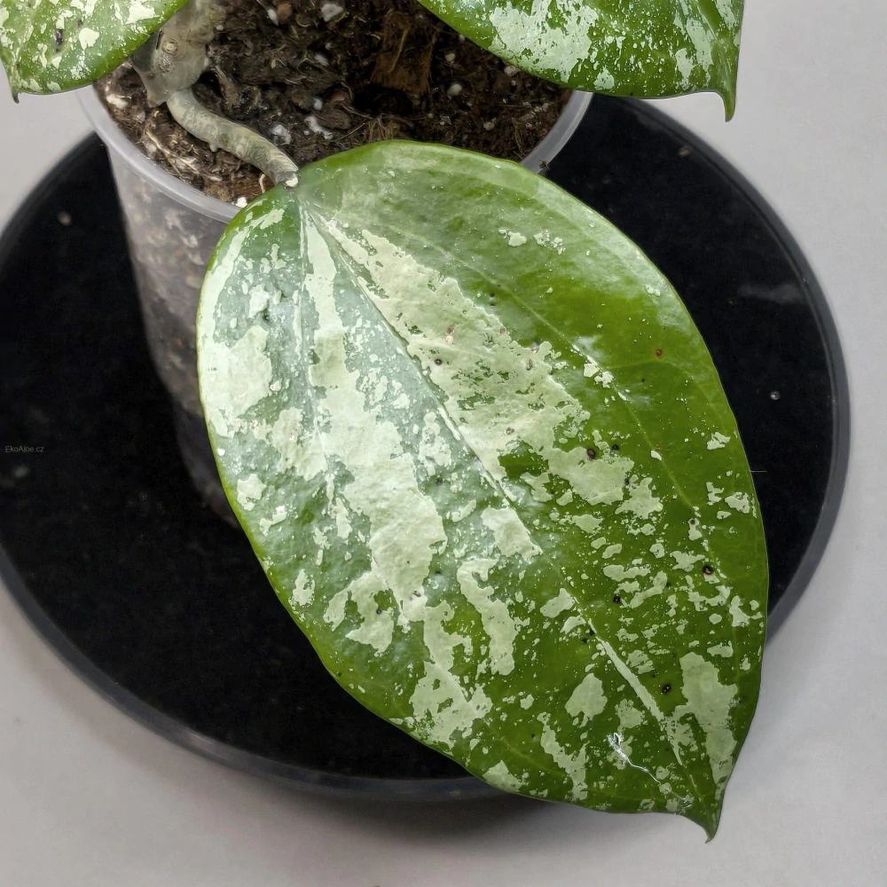 Hoya Macrophylla Snow Queen